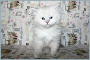 Female Siberian Kitten from Deedlebug Siberians